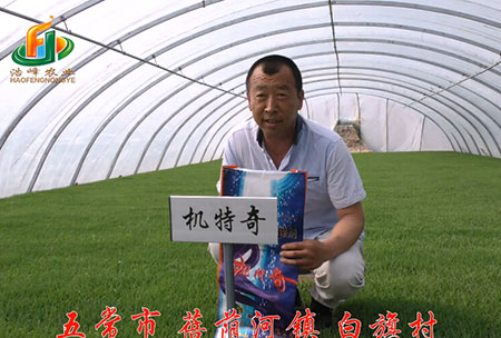 五常市-揹廕河-用戶(hu)迴訪視頻