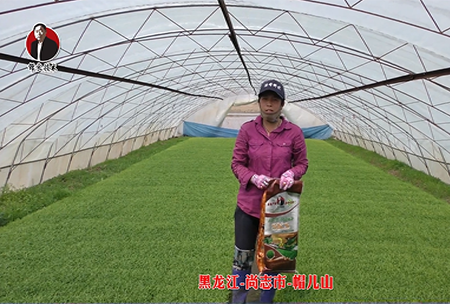 黑龍江-尚誌市(shi)-戼兒山